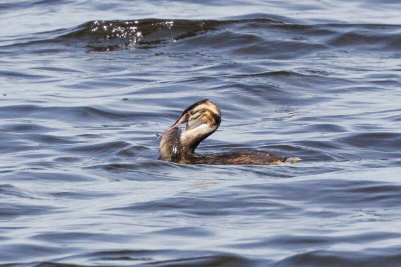 AktNatBeo-230809-ah-26-Junger Haubentaucher mit zu grossem Beutefisch HB