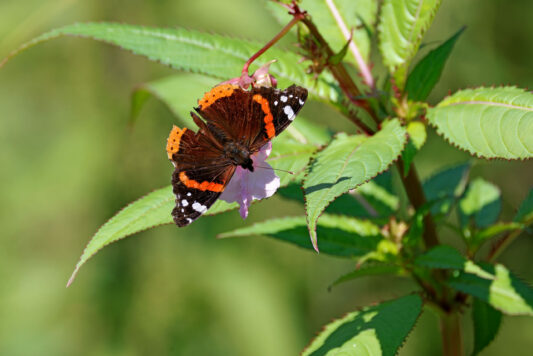 AktNatBeo-230812-hw-01 Admiral (Vanessa atalanta) Hirschauer Bucht 08.2023__Y5A6017