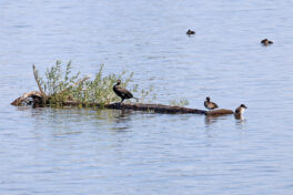 AktNatBeo-230812-hw-02 Kormoran Reiherente Hirschauer Bucht 08.2023__Y5A6029