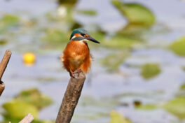 AktNatBeo-230812-hw-03 Eisvogel Hirschauer Bucht 08.2023__Y5A6401