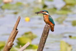 AktNatBeo-230812-hw-04 Eisvogel mit Fisch Hirschauer Bucht 08.2023__Y5A6434