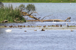 AktNatBeo-230812-hw-05 Kiebitz Graureiher Hoeckerschwan Enten Hirschauer Bucht 08.2023__Y5A6556