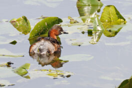 AktNatBeo-230812-hw-06 Zwergtaucher PK Hirschauer Bucht 08.2023__Y5A6604