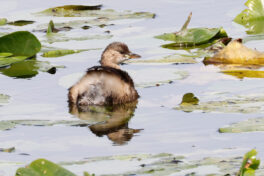 AktNatBeo-230812-hw-07 Zwergtaucher SK Hirschauer Bucht 08.2023__Y5A6612