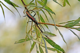 AktNatBeo-230812-hw-08 Moschusbock (Aromia moschata) Hirschauer Bucht 08.2023__Y5A6671
