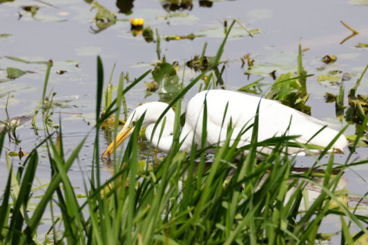 AktNatBeo-230812-hw-09 Silberreiher Hirschauer Bucht 08.2023__Y5A6731
