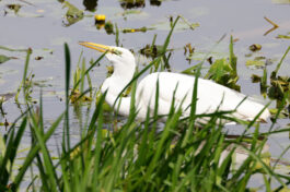 AktNatBeo-230812-hw-10 Silberreiher Hirschauer Bucht 08.2023__Y5A6734