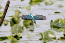 AktNatBeo-230812-hw-11 Eisvogel Hirschauer Bucht 08.2023__Y5A7016