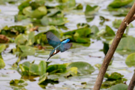 AktNatBeo-230812-hw-12 Eisvogel Hirschauer Bucht 08.2023__Y5A7060