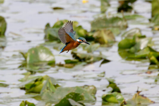 AktNatBeo-230812-hw-13 Eisvogel Hirschauer Bucht 08.2023__Y5A7081