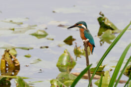AktNatBeo-230812-hw-14 Eisvogel Hirschauer Bucht 08.2023__Y5A7103