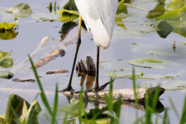 AktNatBeo-230812-hw-15 Silberreiher Hirschauer Bucht 08.2023__Y5A7260