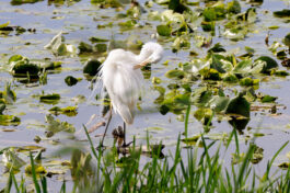 AktNatBeo-230812-hw-16 Silberreiher Hirschauer Bucht 08.2023__Y5A7299