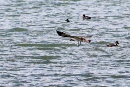 AktNatBeo-230812-hw-18 Fischadler Hirschauer Bucht 08.2023__Y5A7474