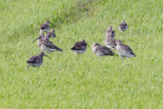 AktNatBeo-230812-hw-19 Grosser Brachvogel Seebrucker Wiesen 08.2023__Y5A7626