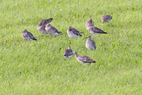 AktNatBeo-230812-hw-21 Grosser Brachvogel Seebrucker Wiesen 08.2023__Y5A7747