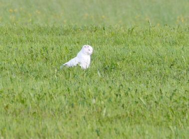 AktNatBeo-230812-hw-22 Katze Seebrucker Wiesen 08.2023__Y5A7721
