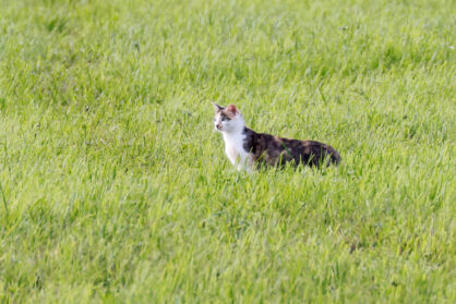AktNatBeo-230812-hw-23 Katze Seebrucker Wiesen 08.2023__Y5A7769