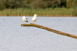 AktNatBeo-230812-hw-25 Mittelmeermoewe Rimsting 08.2023__Y5A7916