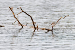 AktNatBeo-230812-hw-26 Bachstelze Riemsting 08.2023__Y5A8042