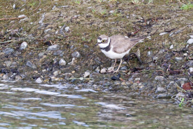 AktNatBeo-230812-hw-27 Flussregenpfeifer Rimsting 08.2023__Y5A8083
