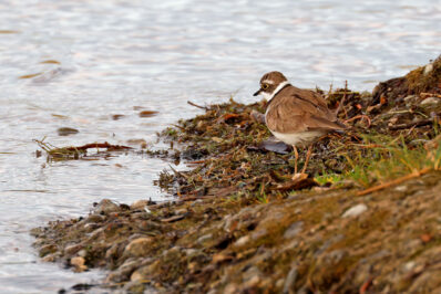 AktNatBeo-230812-hw-28 Flussregenpfeifer Rimsting 08.2023__Y5A8120