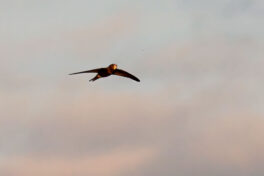 AktNatBeo-230812-hw-29 Mauersegler Rimsting 08.2023__Y5A8152