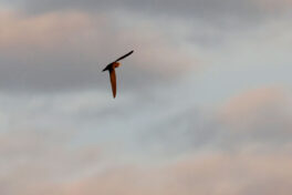 AktNatBeo-230812-hw-30 Mauersegler Rimsting 08.2023__Y5A8156