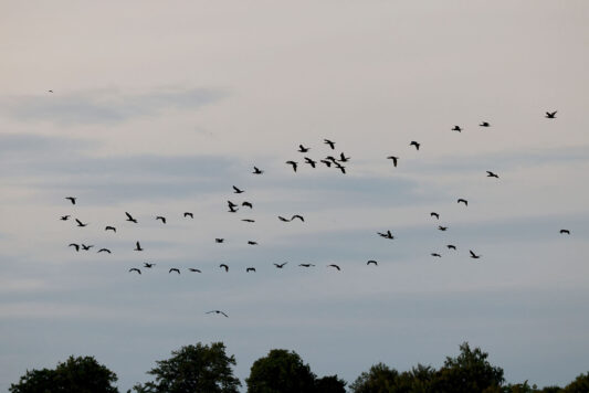 AktNatBeo-230812-hw-31 Kormoran Rimsting 08.2023__Y5A8195