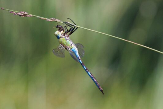 AktNatBeo-230826-ah-02-Grosse Koenigslibelle frisst erbeutete Biene, Grundloser See