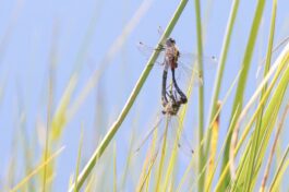 AktNatBeo-230826-ah-04-Kleine Moorjungfer, Paarungsrad Grundloser See