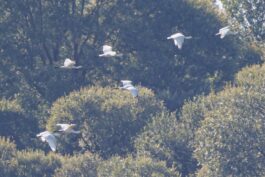 AktNatBeo-230826-ah-06-Loeffler HB