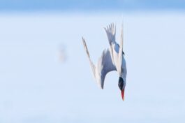 AktNatBeo-230826-ah-08-jagende Raubseeschwalbe (2)