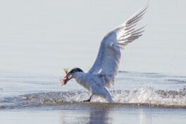 AktNatBeo-230826-ah-10-jagende Raubseeschwalbe (2.1)