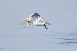 AktNatBeo-230826-ah-12-jagende Raubseeschwalbe (3)