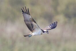 AktNatBeo-230826-ah-14-Fischadler (4)