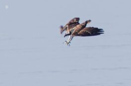 AktNatBeo-230826-ah-16-Fischadler (5)