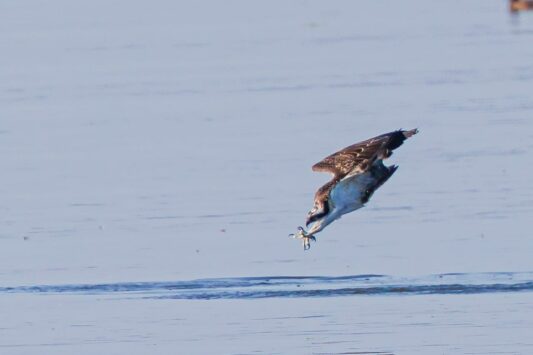 AktNatBeo-230826-ah-18-Fischadler (6)