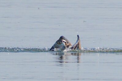 AktNatBeo-230826-ah-22-Fischadler (6.3)