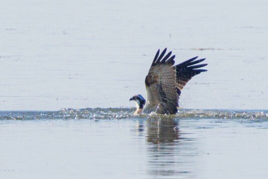 AktNatBeo-230826-ah-24-Fischadler (6.4)