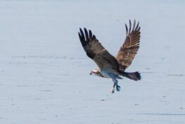 AktNatBeo-230826-ah-26-Fischadler (6.5)