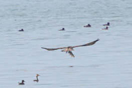 AktNatBeo-230826-ah-28-Fischadler erbeutet Welssfisch HB