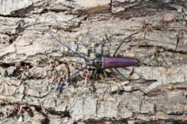 AktNatBeo-230826-ah-30-Moschusbock HB