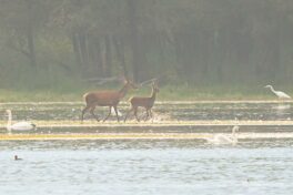 AktNatBeo-230826-ah-32-Rothirschkuh mit Kalb HB