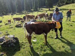 Almwanderung unterm Watzmann