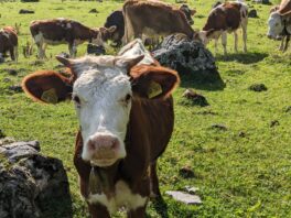 Almwanderung unterm Watzmann