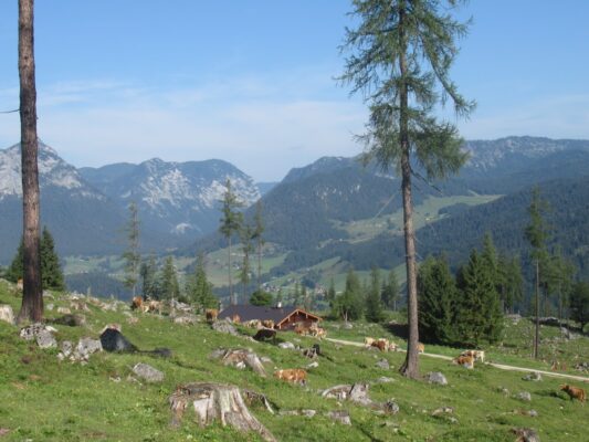 Almwanderung unterm Watzmann