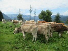 Almwanderung unterm Watzmann