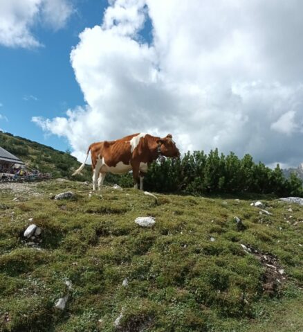 4662f9cd-3c48-40ce-87ce-ff59c542d0b5