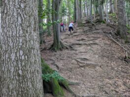 von Steinkirchen auf den Dandlberg